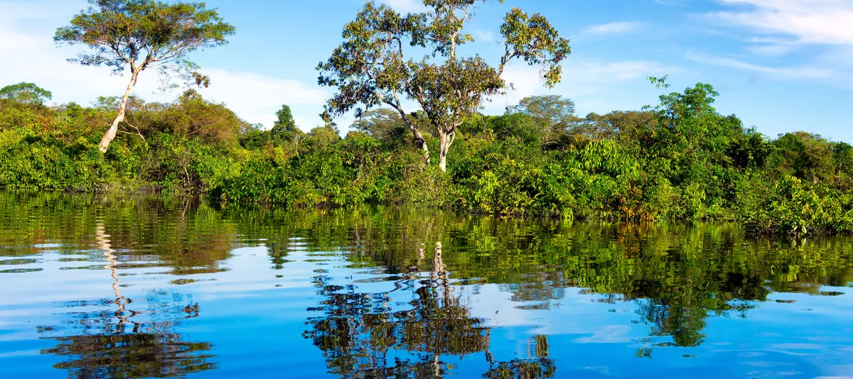 Brasilien Amazonas Regenwald