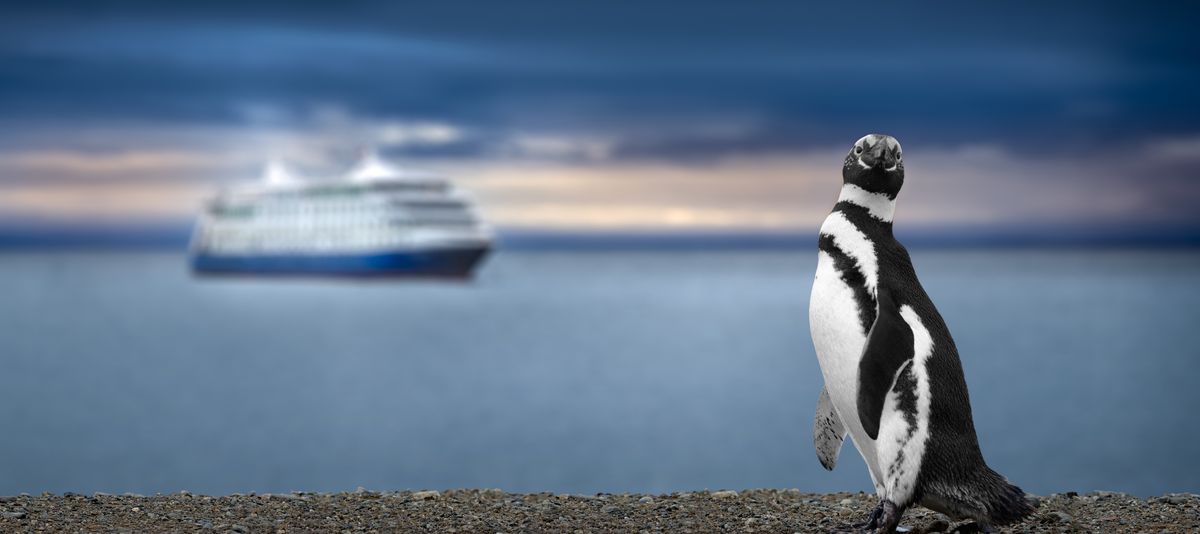Antarktis Pinguin Kreuzfahrtschiff