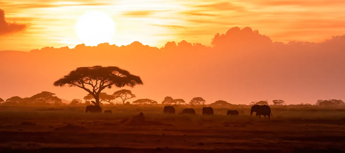 Blick auf die afrikanische Steppe bei Sonnenuntergang mit Elephanten