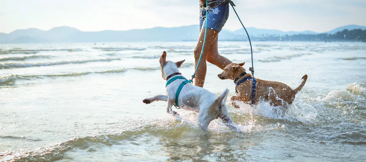 Zwei Hunde mit Mensch am Strand