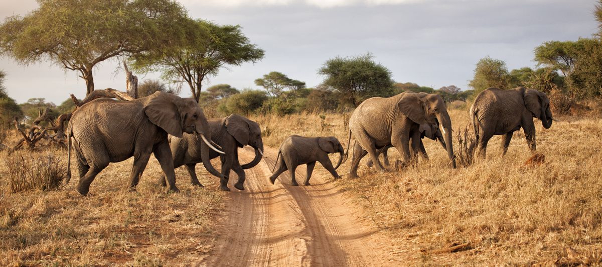 Südafrika Elefantenherde