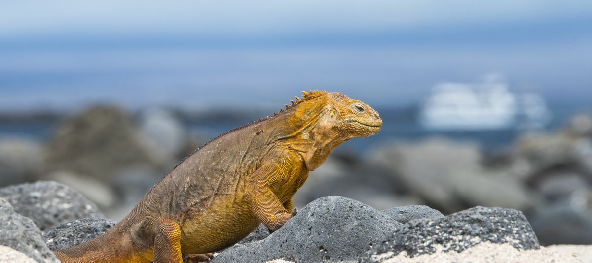 Galapagos Leguan